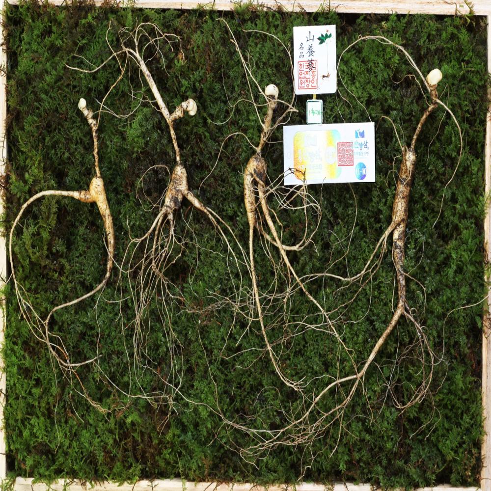 산양삼5년이상 7구